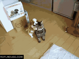 gambar animasi lucu bergerak