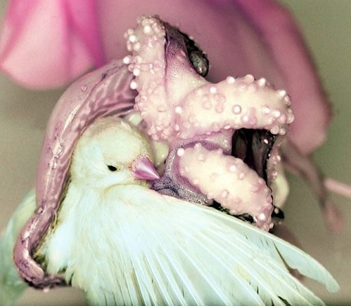 gambar lucu dan aneh anak ayam