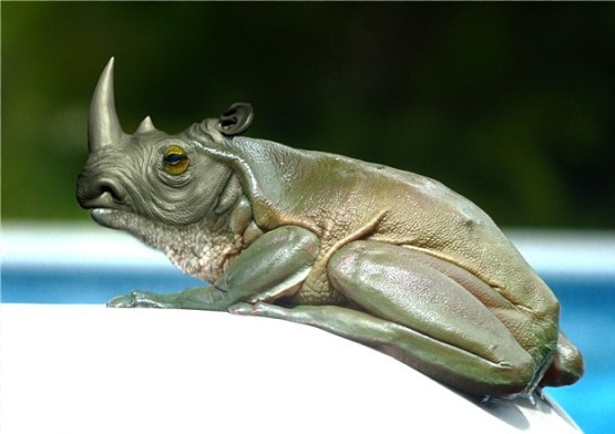gambar lucu dan aneh badak berbadan katak