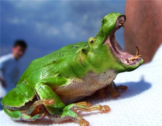 gambar lucu dan aneh katak hijau