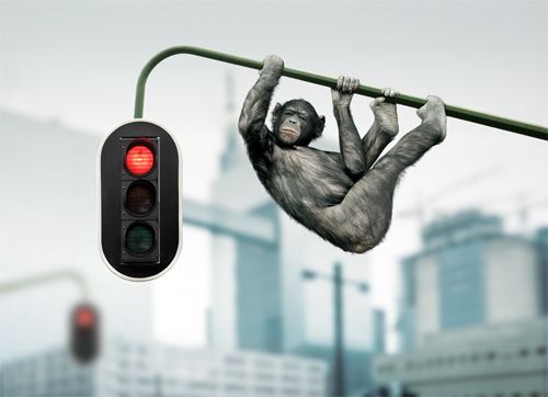 gambar lucu dan aneh monyet kota