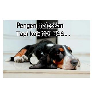 download foto kata kata lucu