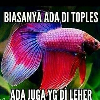 foto meme dengan kata kata lucu