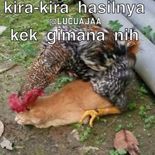 gambar dan kata lucu dp bbm